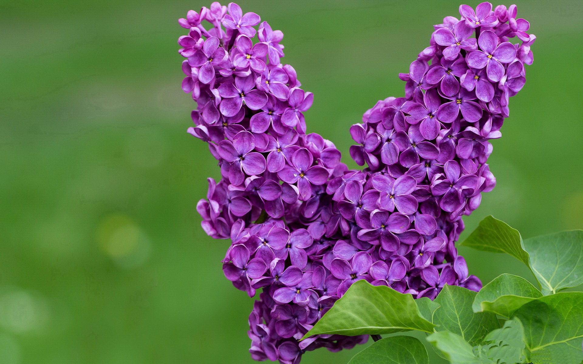 -多特蒙德主场1-1战平沃尔夫斯堡，错失三分，多特蒙德对沃尔夫斯堡比赛结果