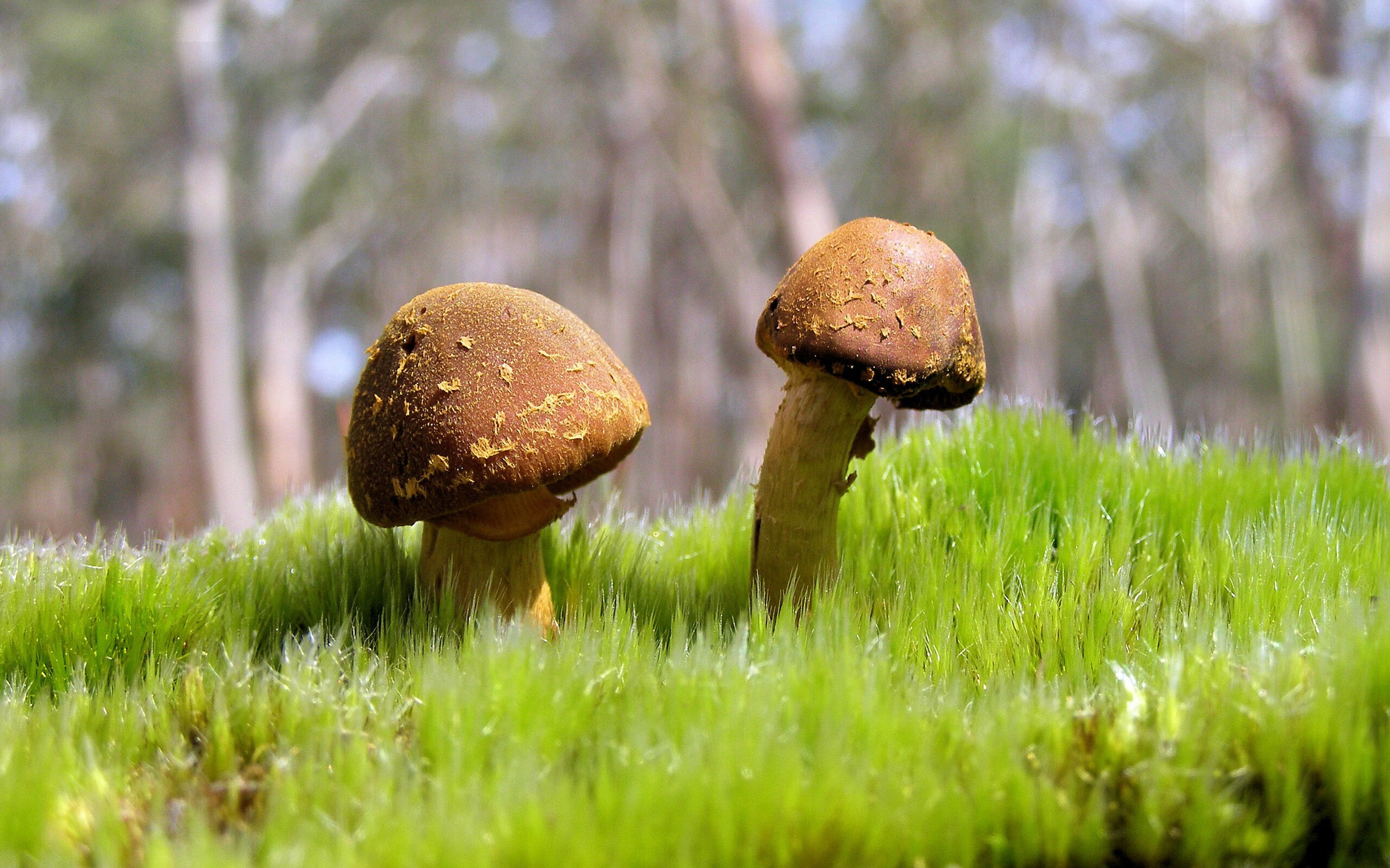 米兰体育官网-中国香港队在国际乒联混合团体世界杯中的团队协作与战略执行，香港乒乓球队厉害吗