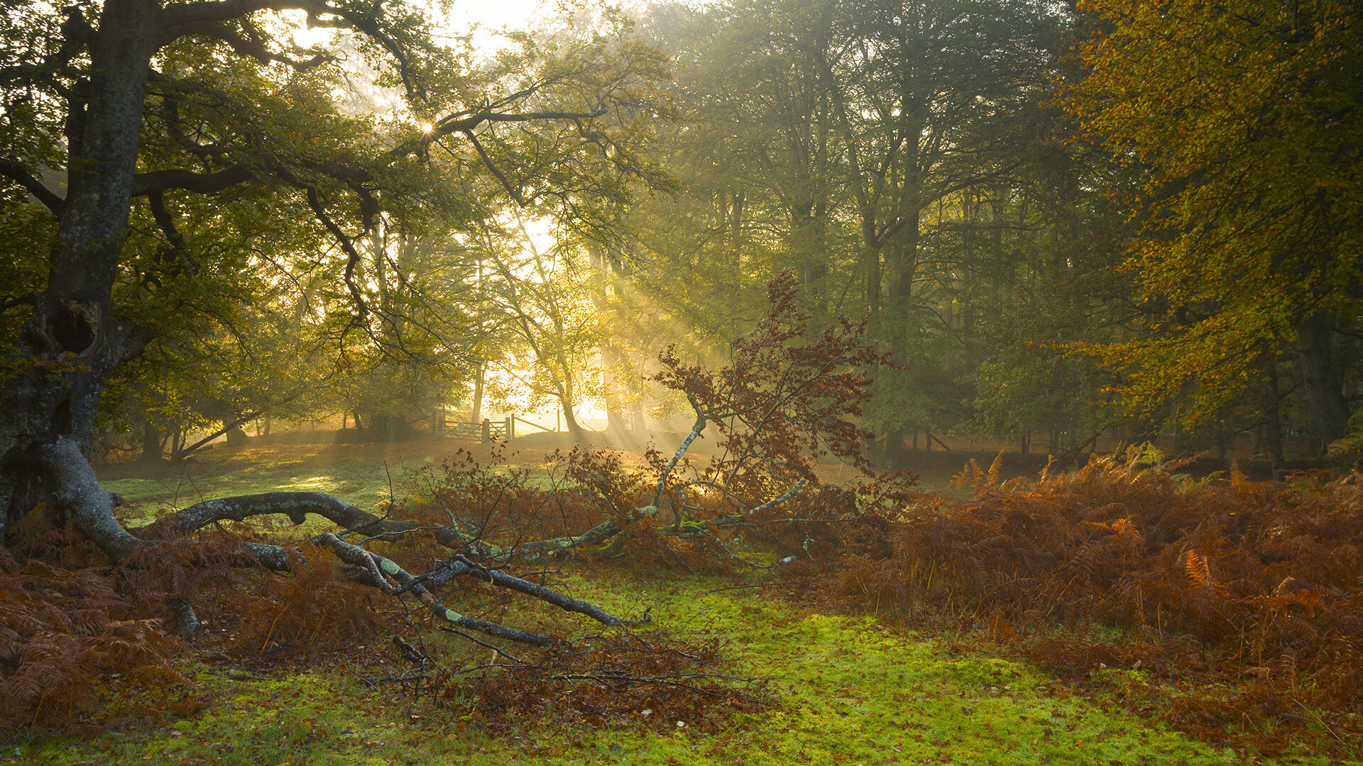 米兰体育官方网站入口-美国女子接力组合泳姿流畅获好评，美国女子接力队员