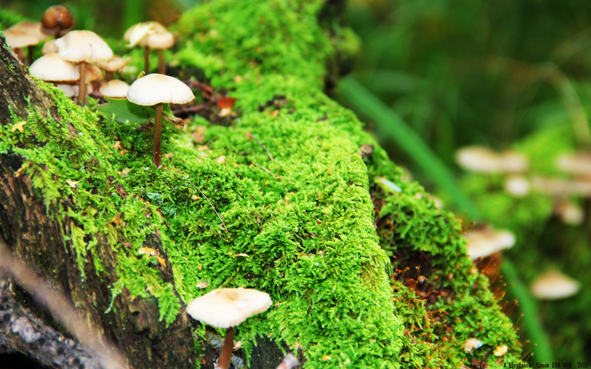 米兰体育网址-蛙泳赛场突尼斯继续刷新排名，蛙泳游泳比赛