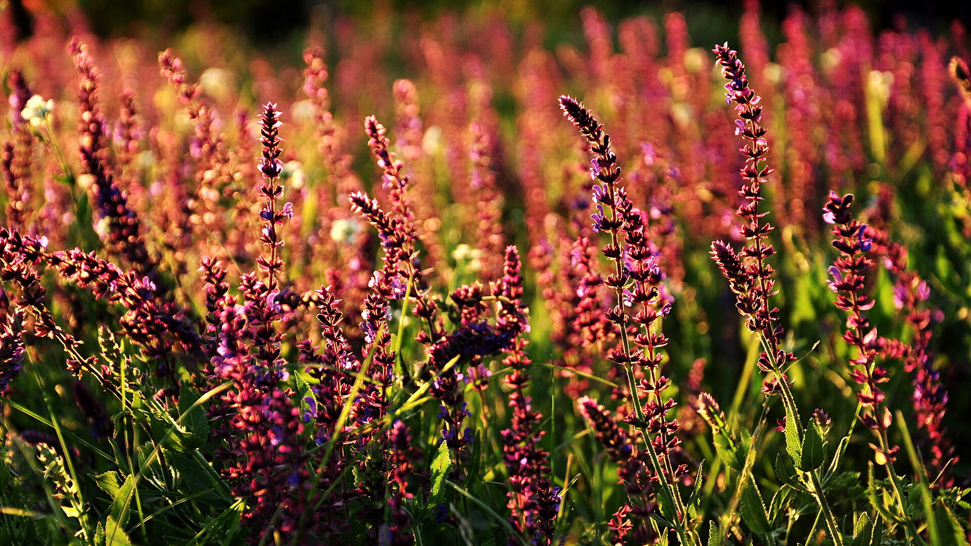 西甲王者风采:关键时刻的冷静与智慧,西甲精彩集锦